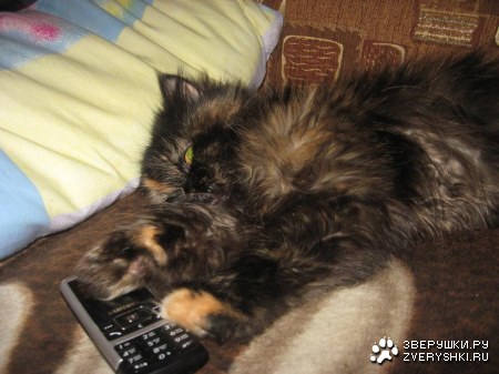 �������� (7 ����)