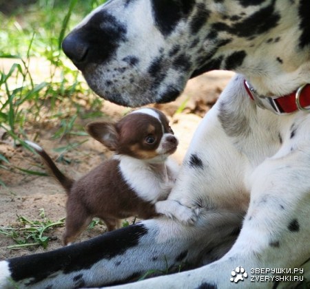 ������ ����, ����������!