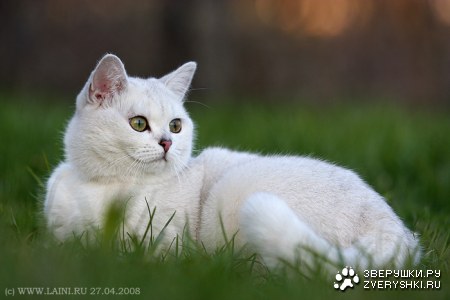 �������� �������� �������! (4 ����)