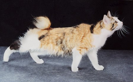 ������� - �������� ����...