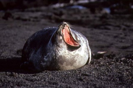 ������-�������! (4 ����)