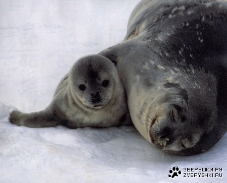 ������-�������! (4 ����)