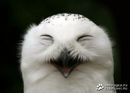 ����� ������ :)