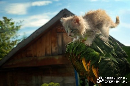 ����� � ��������� ;)