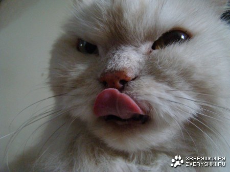 ���� ��� (10 ����)