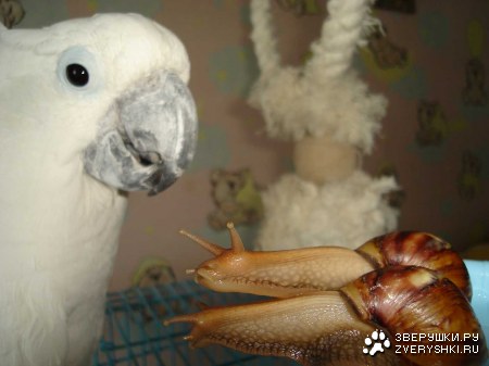 ����� ������������? ;)