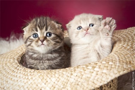 ����������� ��� ���������� ;)