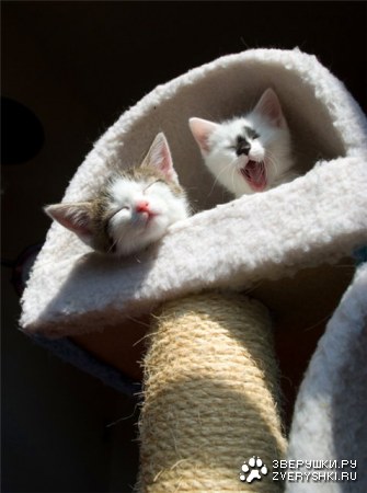 � �� ��� ����, ����� ������ :)