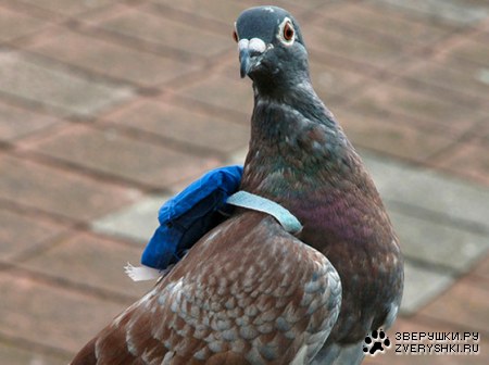 ��������� ;)