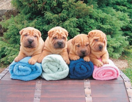 ����� �������� (9 ����)