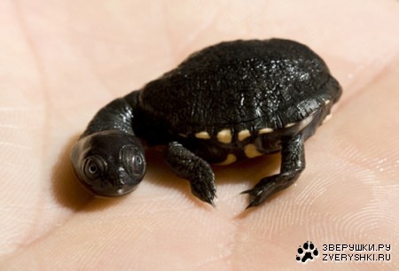 ������ ��������� ;)