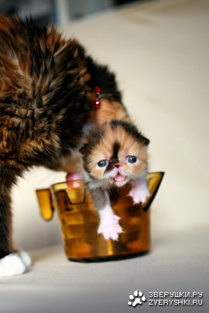 ��������! :)