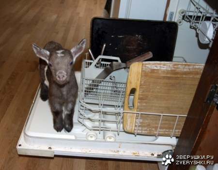 � ���� �������! :)