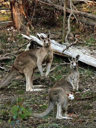 �������� (20 ���������� ����)