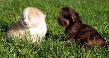 �������� (20 ���������� ����)