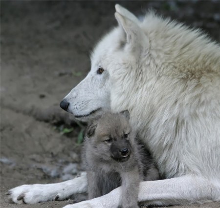 �������� (20 ���������� ����)