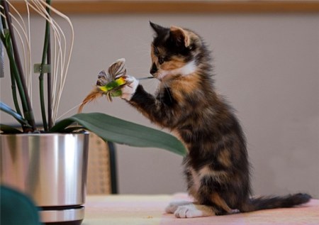 �������� (20 ���������� ����)