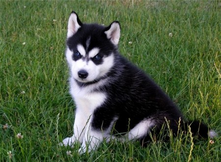 �������� (20 ���������� ����)