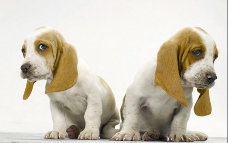 �������� (20 ���������� ����)