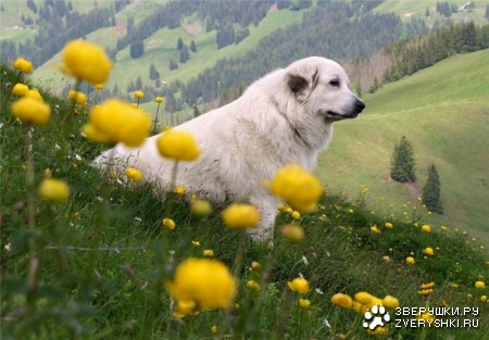 �������! :)