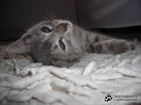 ������� (3 ����)