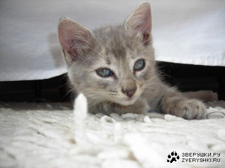 ������� (3 ����)