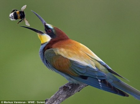 ����� ������� (6 ����)