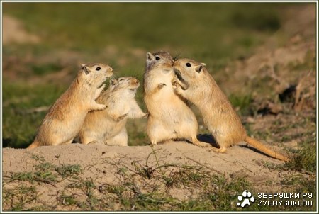 ������ �������� :)