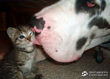 ��� ��� ������� :)