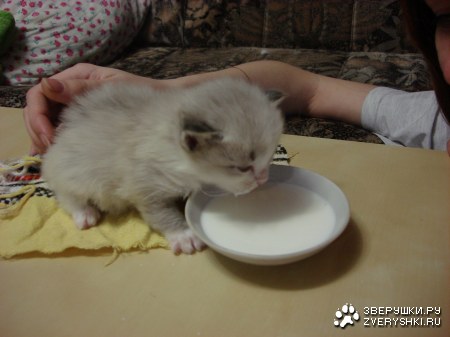 ��� ���� (8 ����������)