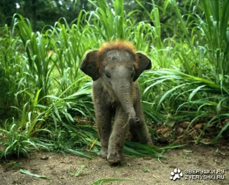 ����� �������� (19 ����)