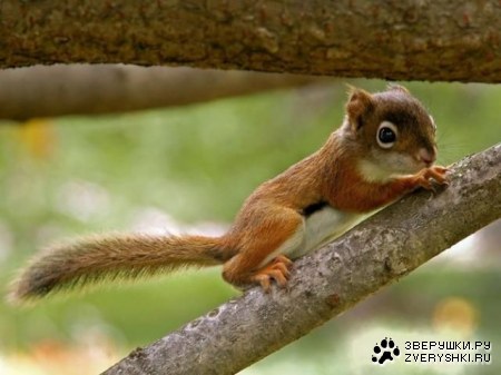 ����� �������� (19 ����)