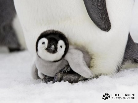 ����� �������� (19 ����)