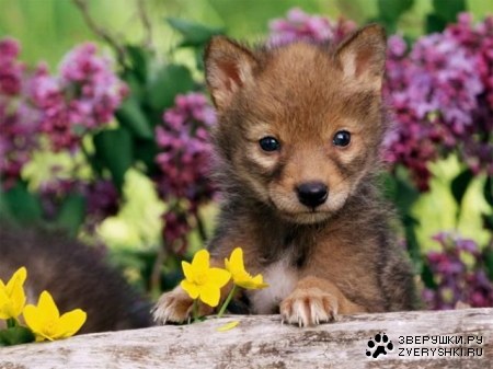 ����� �������� (19 ����)