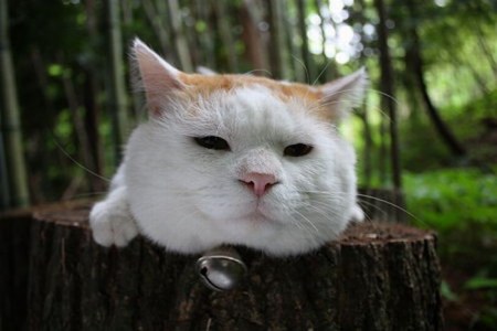 �����, ������� ����� ����� ����� (14 ����)