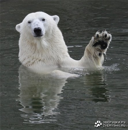 �������� (9 ����)