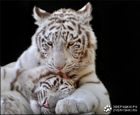 �������� (9 ����)