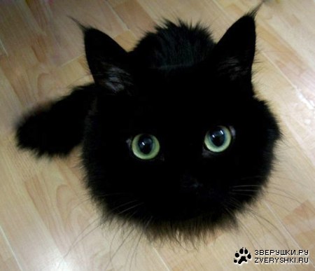 ������ :)