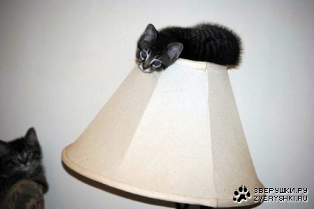 ����������� �� ����� (3 ����)