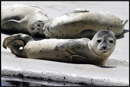 � ���� �� �������� (7 ����)