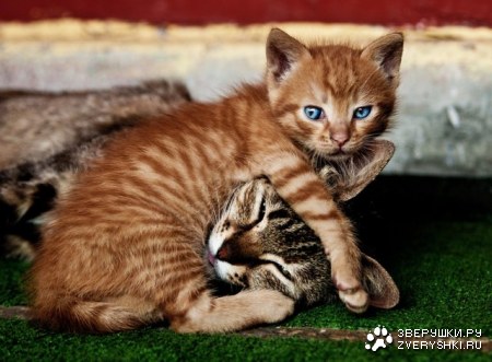 ������ � ������� (5 ����)