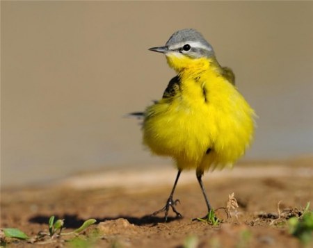 �������� (11 �������� ����)