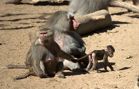 �������� (11 �������� ����)