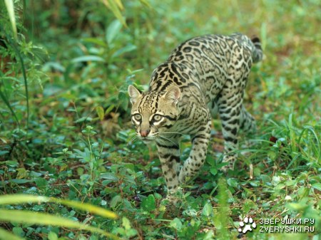 ���������� (11 ����)