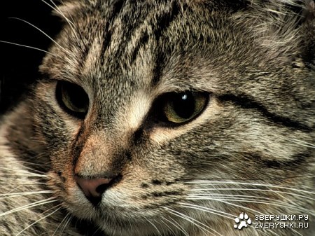 ���������� (11 ����)