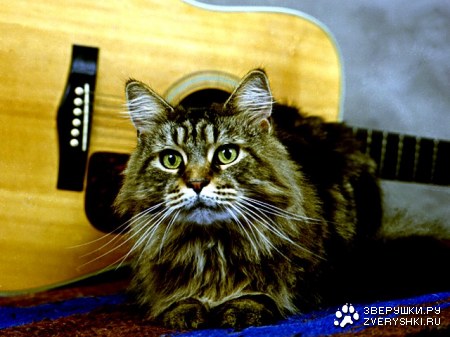 ���������� (11 ����)