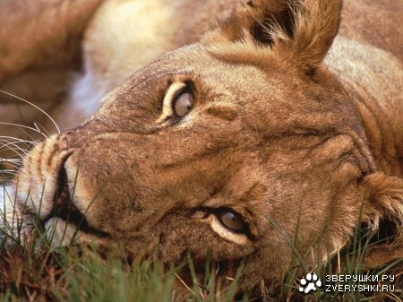 ���������� (11 ����)