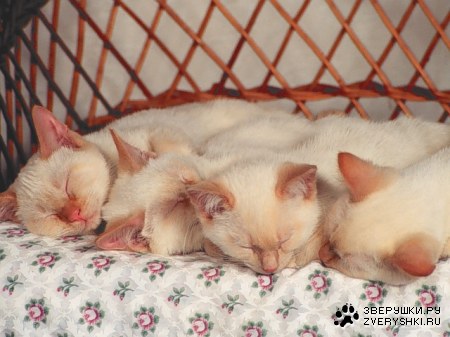 ���������� (11 ����)