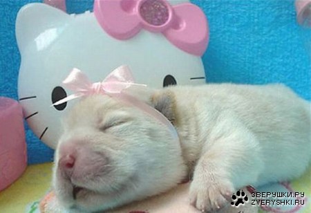 ����� ������ (12 ����)