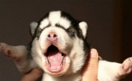 ����� ������ (12 ����)